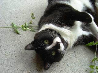 Enjoying Catmint from our Garden